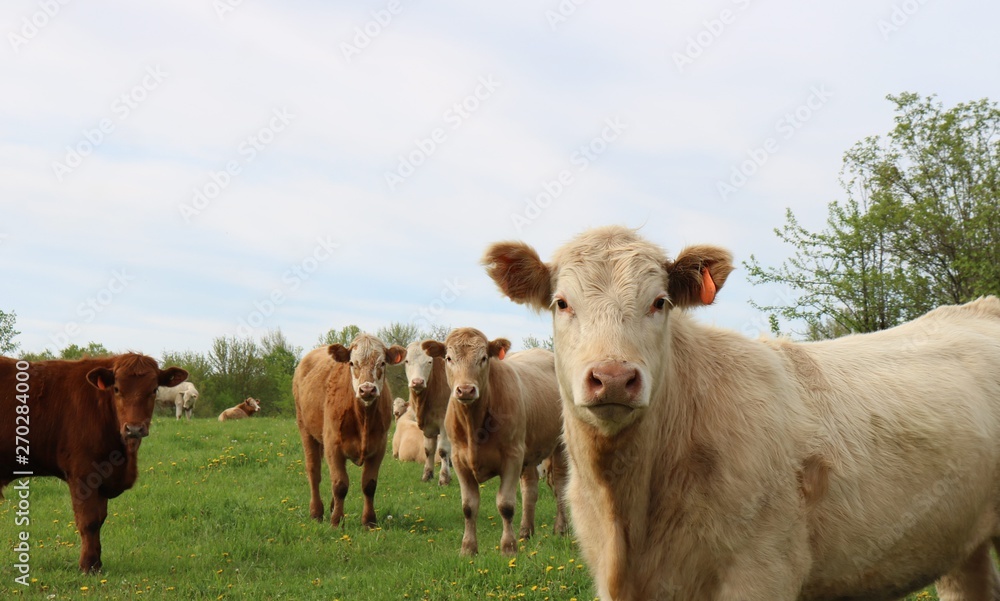 Curious Charolais steer looking at camera with herd in behind on pasture Curious Charolais steer looking at camera with herd in behind on pasture
