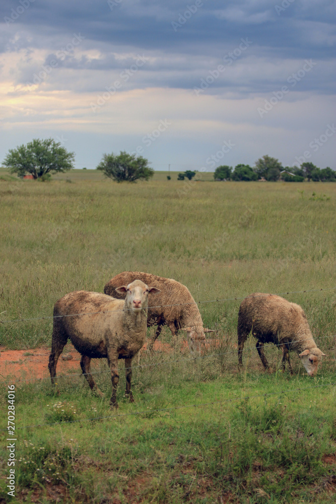 Naklejka premium African landscape with a standing ostrich male