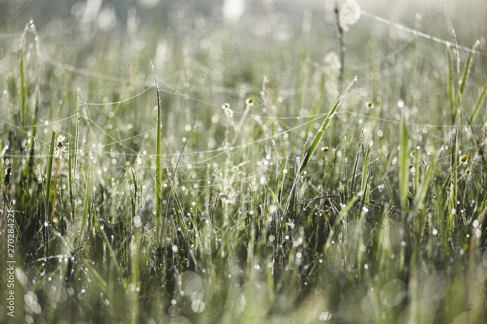 Natural scene of green grass in morning dew drops with bokeh