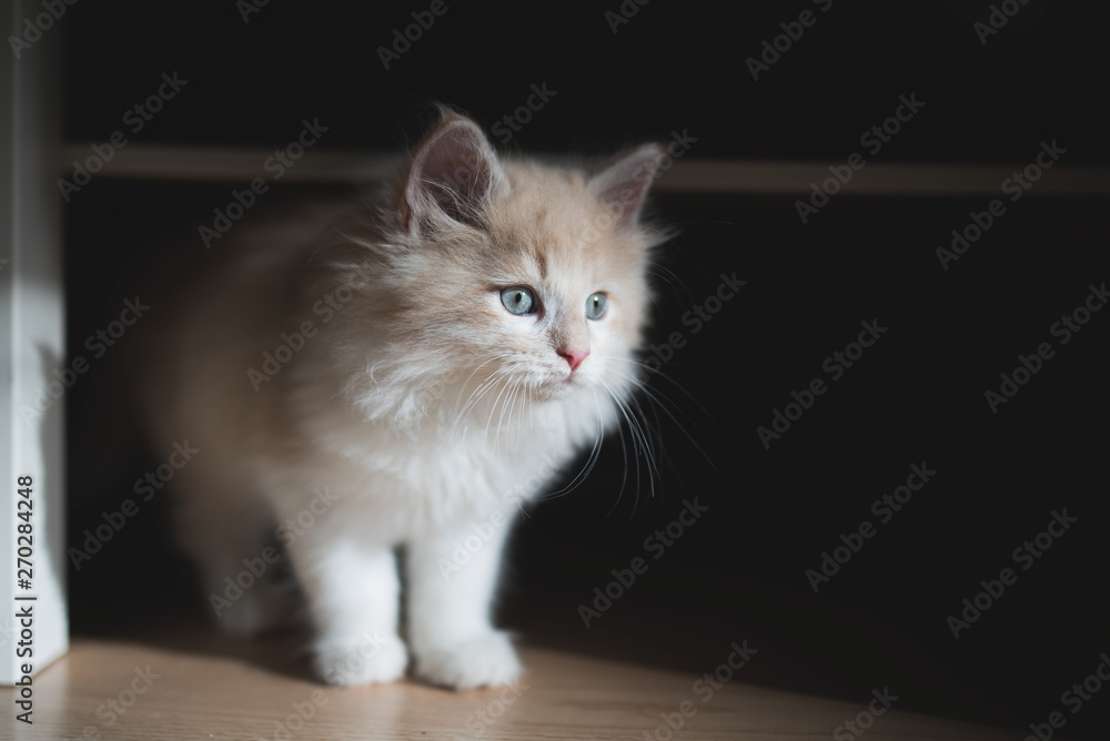 red cream colored maine coon kitten under a table illuminated by sunlight