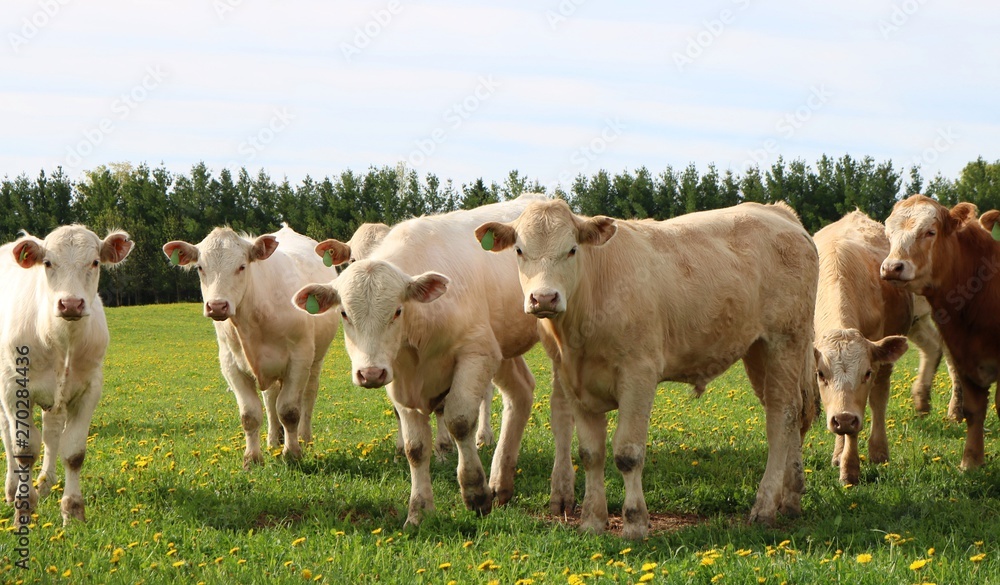 Curious Charolais steers looking at camera in the field on a spring day Curious Charolais steers looking at camera in the field on a spring day