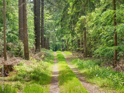 Waldweg Odenwald