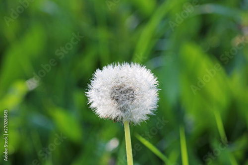 dandelion