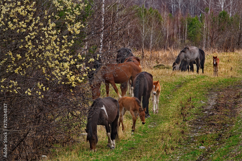 Russia. Horses on the free meadows of the Altai mountains Russia. Horses on the free meadows of the Altai mountains