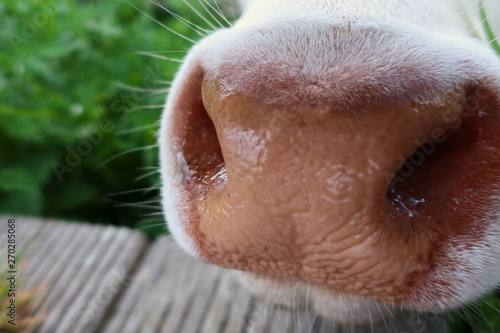 Wet cow nose