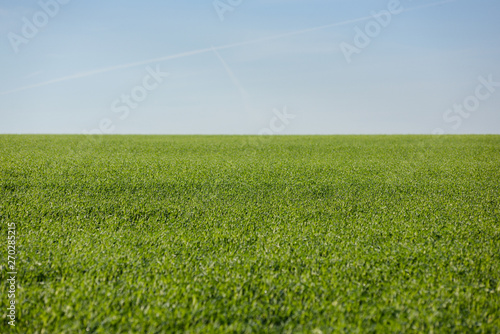 Minimalist landscape. Field of green weed and clear blue sky copy space