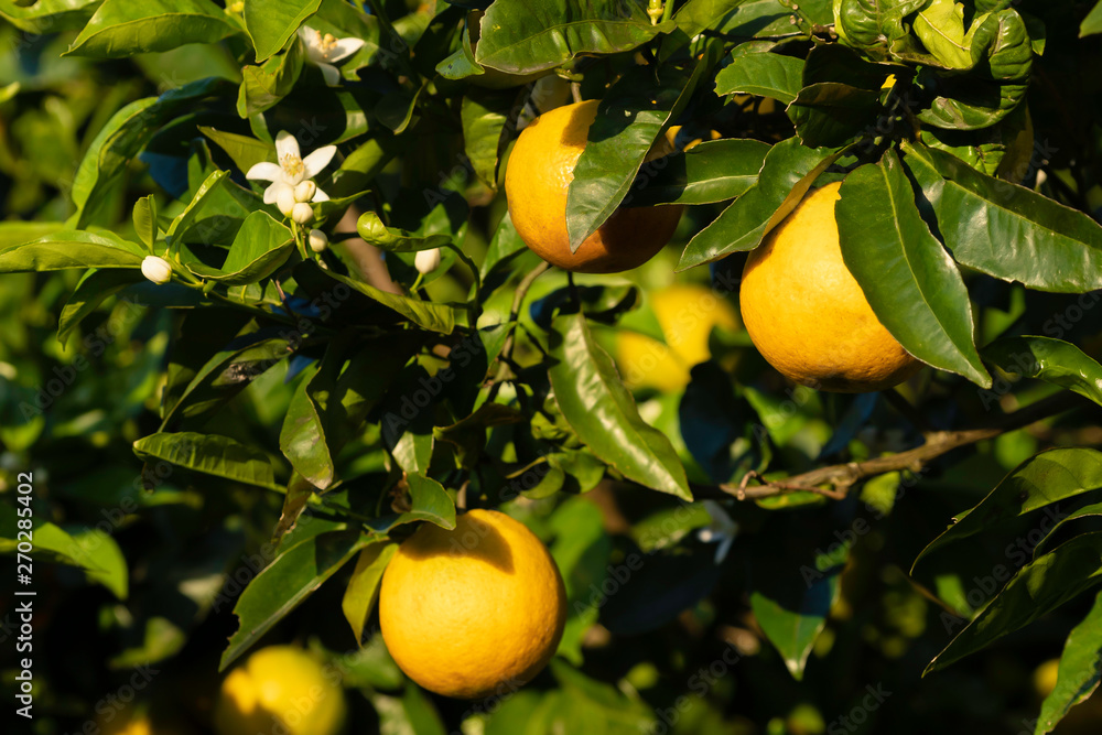 Fresh, ripe organic oranges hanging on an orange tree. Fresh, ripe organic oranges hanging on an orange tree.