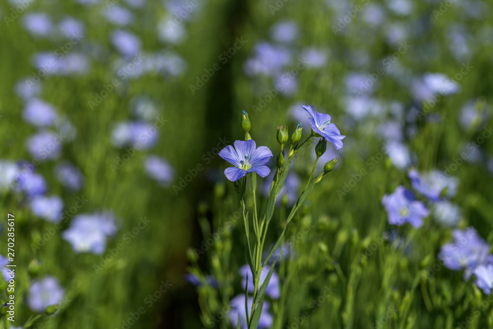 Flax blossoms. Green flax field in summer. Sunny day. Agriculture, flax cultivation. Selective focus. Field of many flowering plants (linum usitatissimum). Linum blooms Flax blossoms. Green flax field in summer. Sunny day. Agriculture, flax cultivation. Selective focus. Field of many flowering plants (linum usitatissimum). Linum blooms