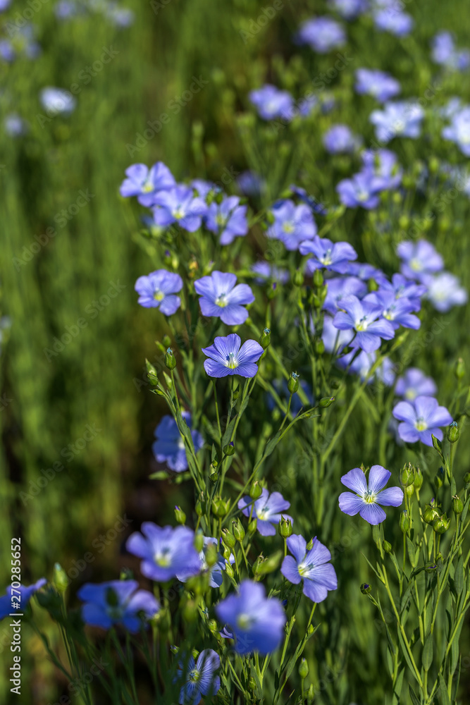 Flax blossoms. Green flax field in summer. Sunny day. Agriculture, flax cultivation. Selective focus. Field of many flowering plants (linum usitatissimum). Linum blooms Flax blossoms. Green flax field in summer. Sunny day. Agriculture, flax cultivation. Selective focus. Field of many flowering plants (linum usitatissimum). Linum blooms