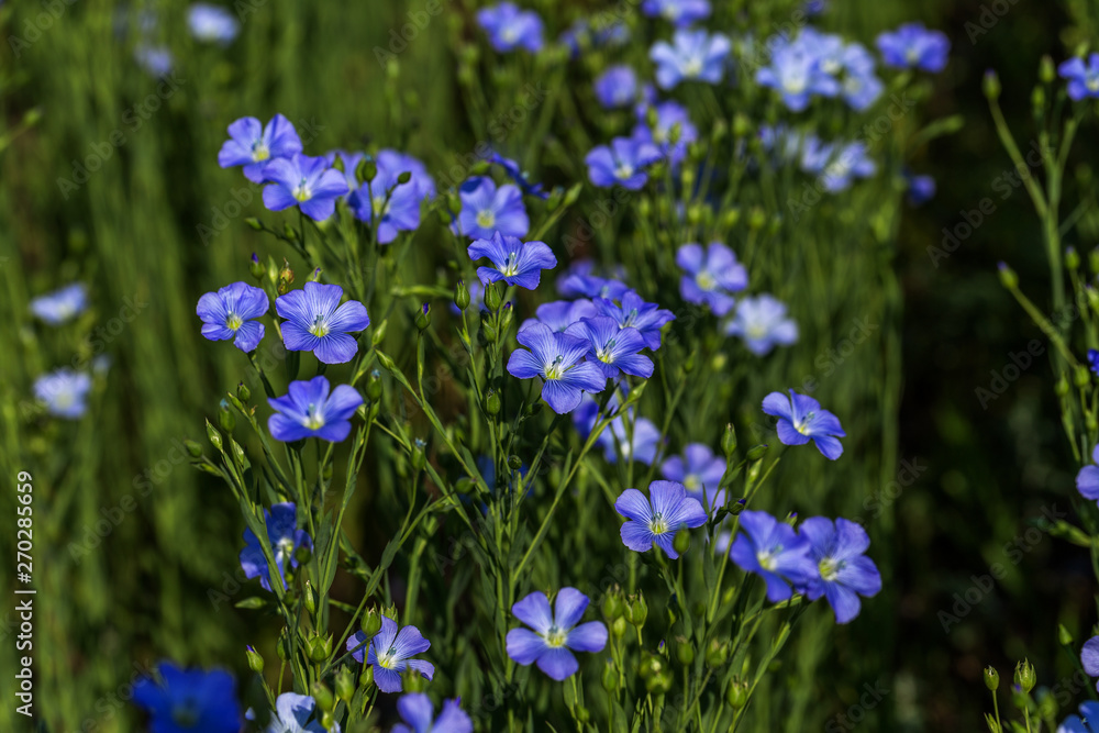 Flax blossoms. Green flax field in summer. Sunny day. Agriculture, flax cultivation. Selective focus. Field of many flowering plants (linum usitatissimum). Linum blooms Flax blossoms. Green flax field in summer. Sunny day. Agriculture, flax cultivation. Selective focus. Field of many flowering plants (linum usitatissimum). Linum blooms