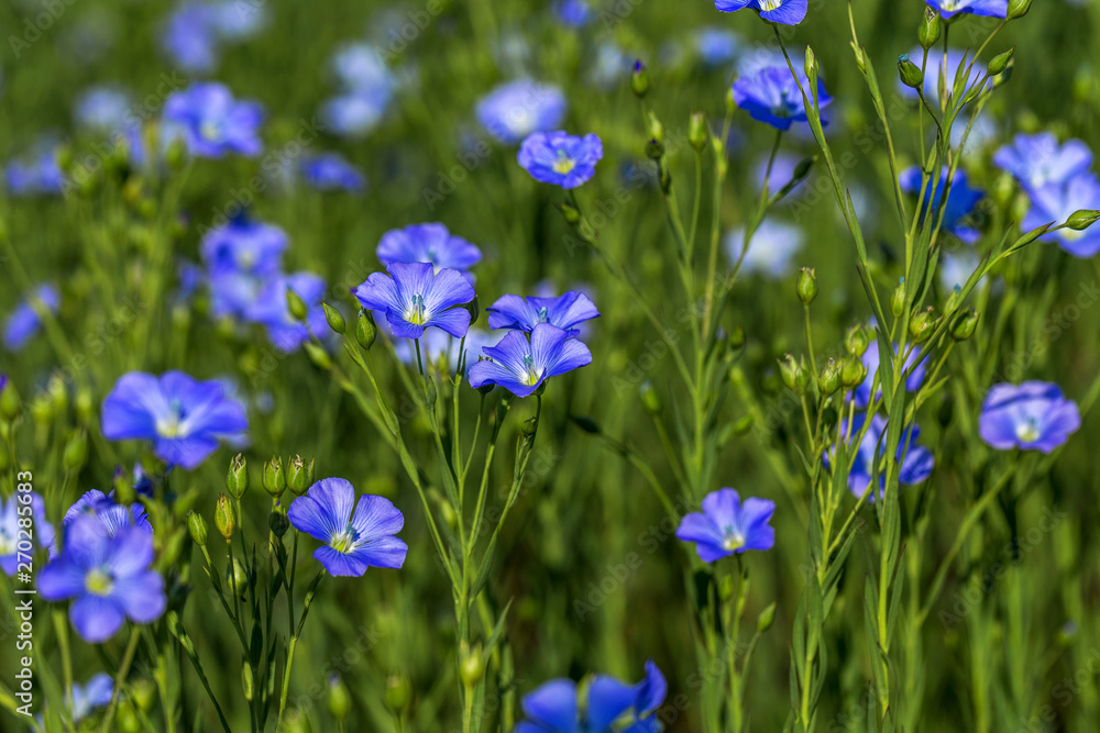 Flax blossoms. Green flax field in summer. Sunny day. Agriculture, flax cultivation. Selective focus. Field of many flowering plants (linum usitatissimum). Linum blooms Flax blossoms. Green flax field in summer. Sunny day. Agriculture, flax cultivation. Selective focus. Field of many flowering plants (linum usitatissimum). Linum blooms