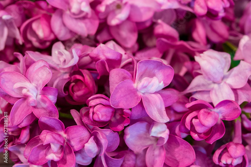 Syringa pink lilac purple flowers of lilac. Close-up background wallpaper postcard. Small flowers of lilac