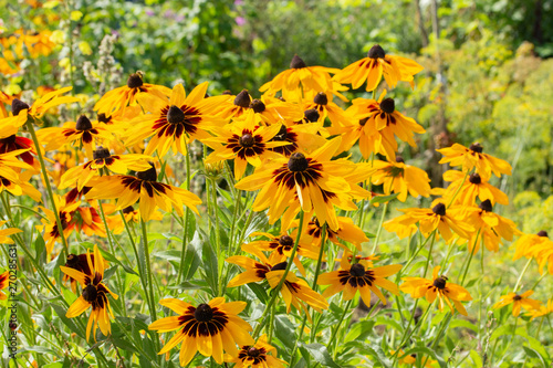 Rudbeckia hirta two-tone flowers yellow brown black black-eyed Susan. Beautiful garden flowers yellow high aster