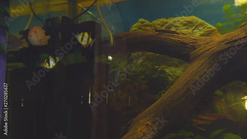 Fish barbs in the aquarium. Puntigrus tetrazona photo