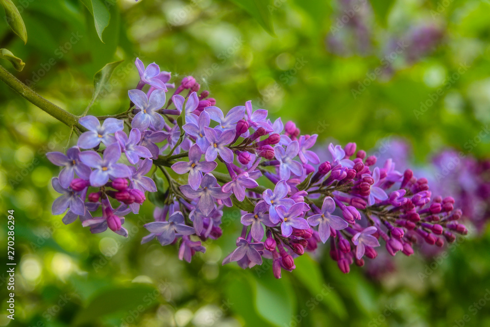Spring scene in the park flowering branch of lilac on a blurred background. Spring scene in the park flowering branch of lilac on a blurred background.