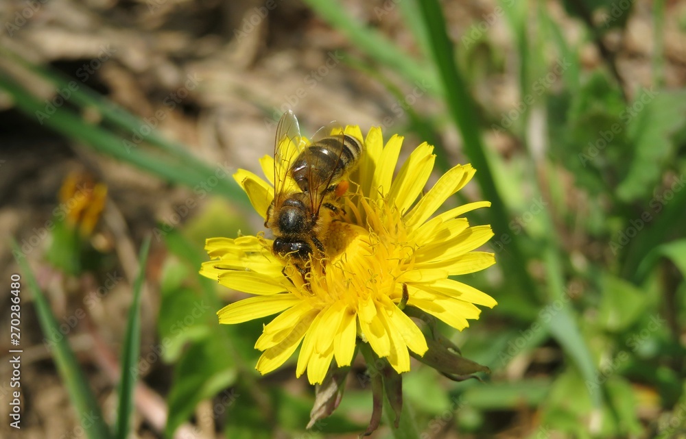 Bee on dandelion flower in the meadow, closeup Bee on dandelion flower in the meadow, closeup