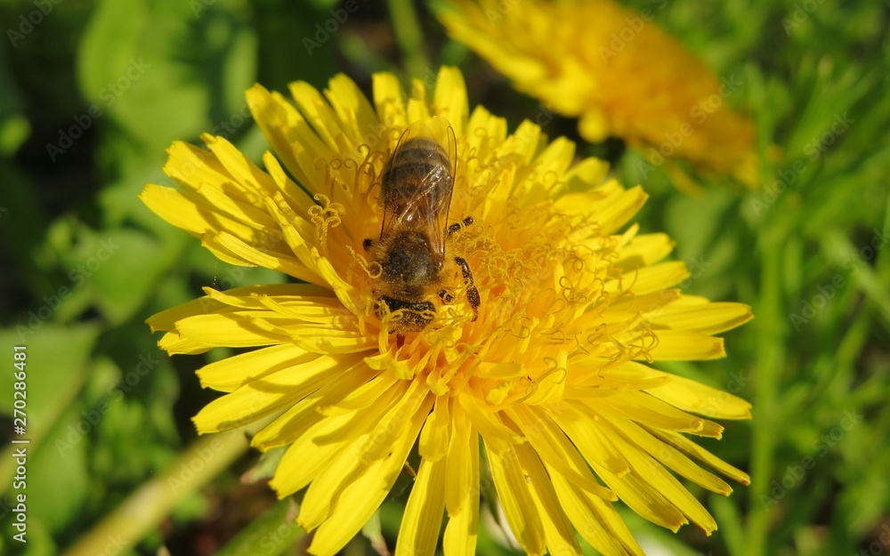 Bee on dandelion flower in the meadow, closeup Bee on dandelion flower in the meadow, closeup