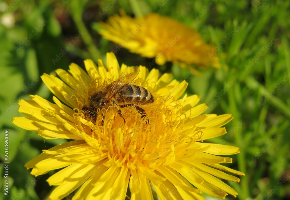 Bee on dandelion flower in the garden, closeup Bee on dandelion flower in the garden, closeup