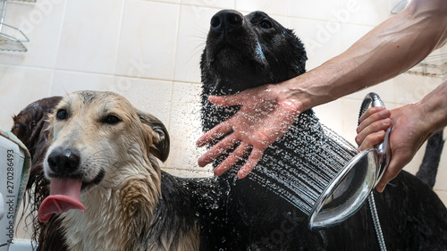 Photography wash the dogs in the shower in the bathroom, the water flowing out of the shower