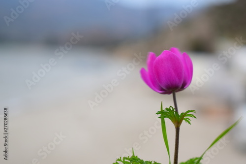 pink flower tulip