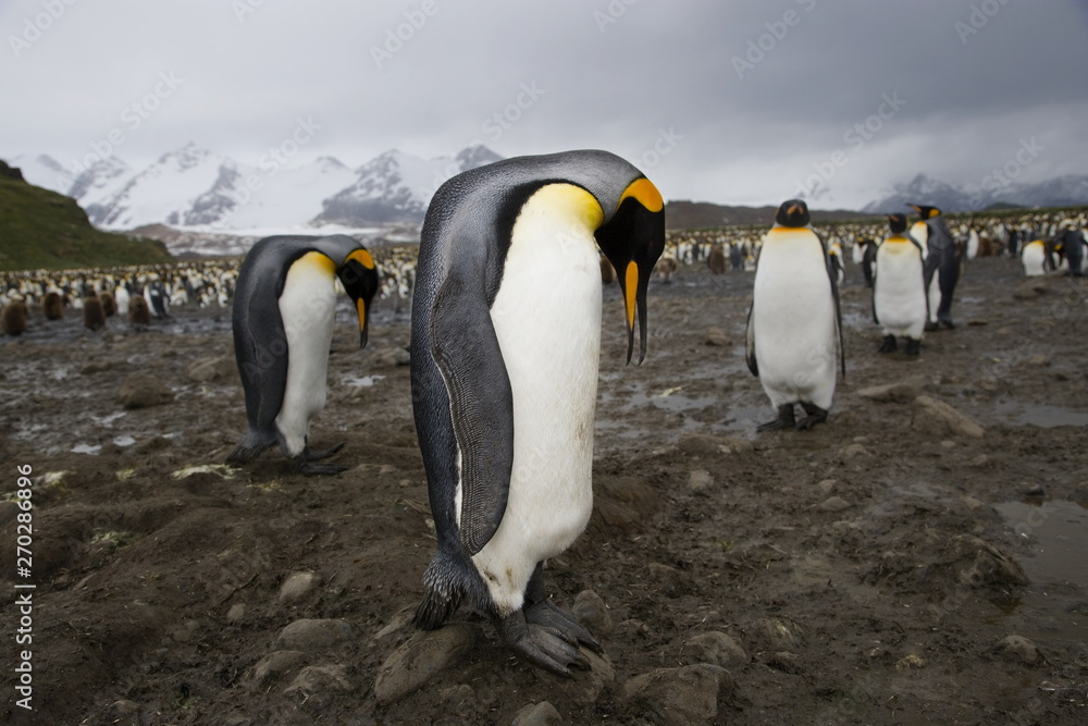 Fototapeta premium King penguins on South Georgia Island