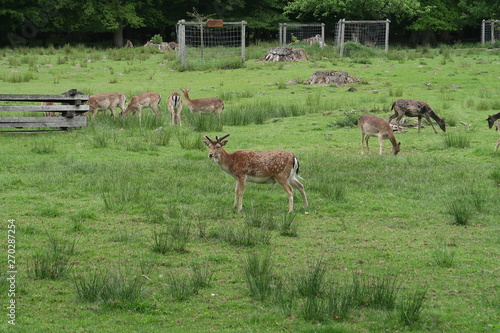 Putzende Rehe im Wald