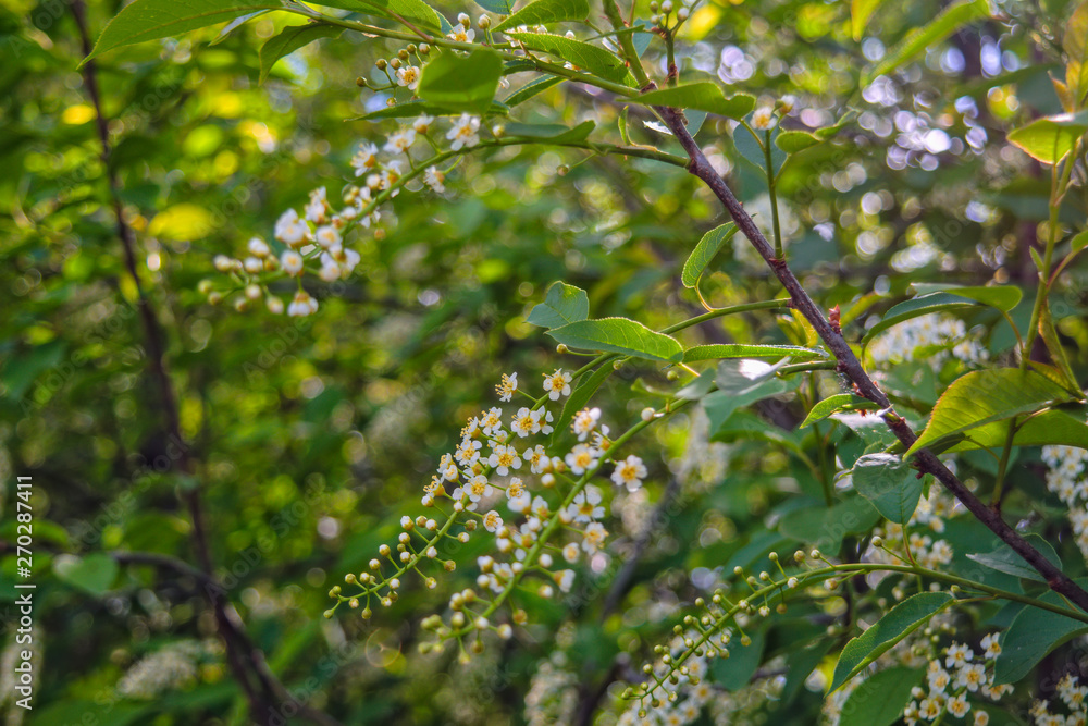 Spring scene in the park flowering branch of white bird cherry on a blurred background.