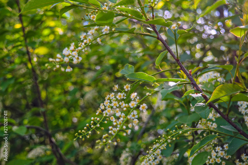 Spring scene in the park flowering branch of white bird cherry on a blurred background.
