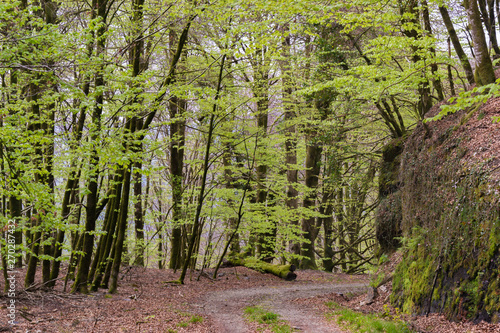 Bertiz Forest, Navarra, Spain photo