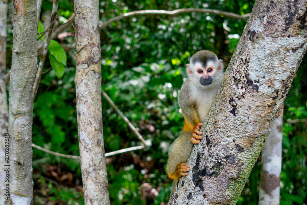 The common squirrel monkey is a Neotropical primate belonging to the