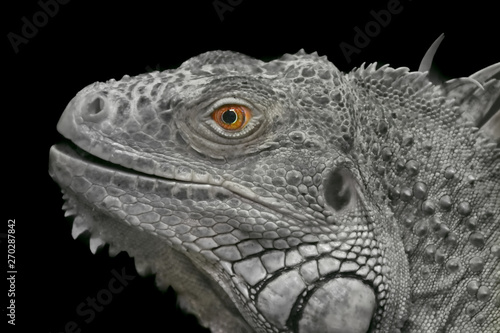 Black-white photograph of a scale-covered iguana lizard with bright orange eyes on a contrasting black background.