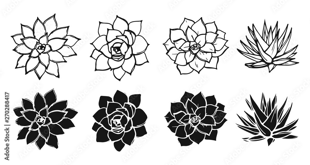 Drawing succulents plant collection. Black and white shapes and