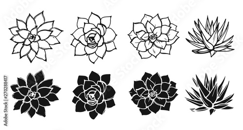Drawing succulents plant collection. Black and white shapes and silhouettes of succulents. © Marsasha Art