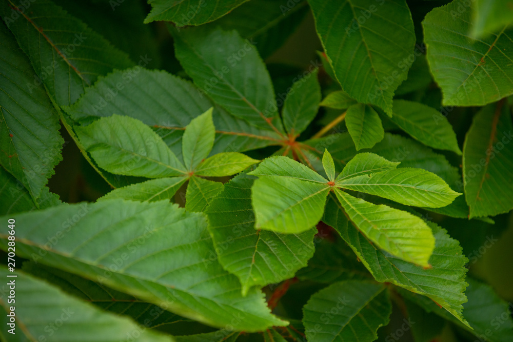 Chestnut tree in spring: lush foliage Chestnut tree in spring: lush foliage