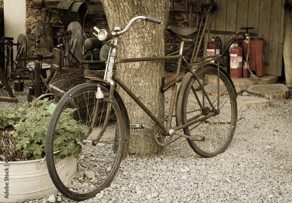 old rusty vintage bike near big tree trunk. Rural areas. Aged photo style.