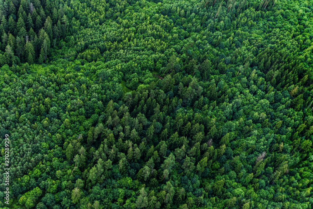 Top view of the area green forest. Nature texture