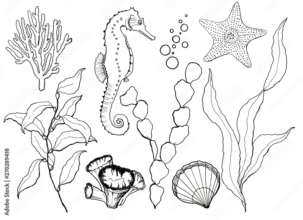 Sketch underwater set. Hand painted seahorse, laminaria, starfish and