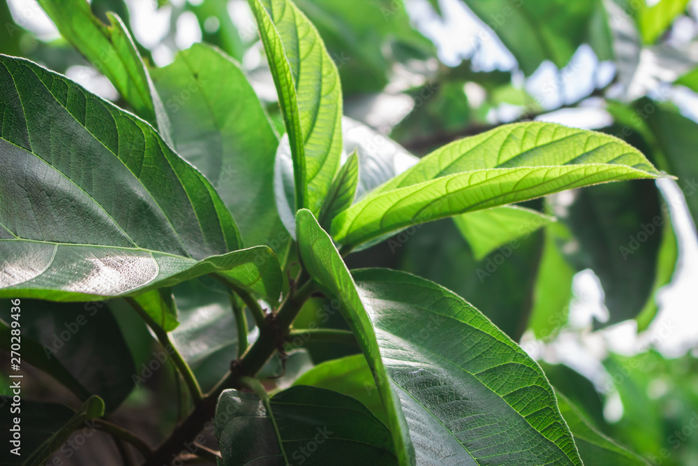 close up green leaves of plant under sunlight. close up green leaves of plant under sunlight.