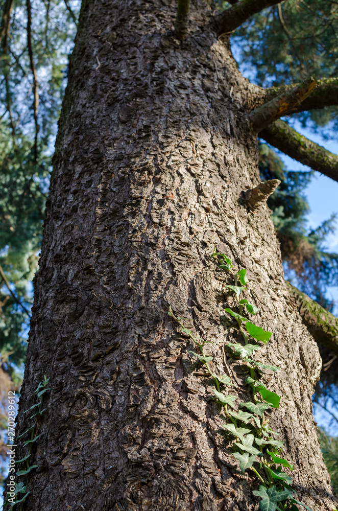 Macedonian pine (Pinus peuce) bark with green ivy. View from low point.