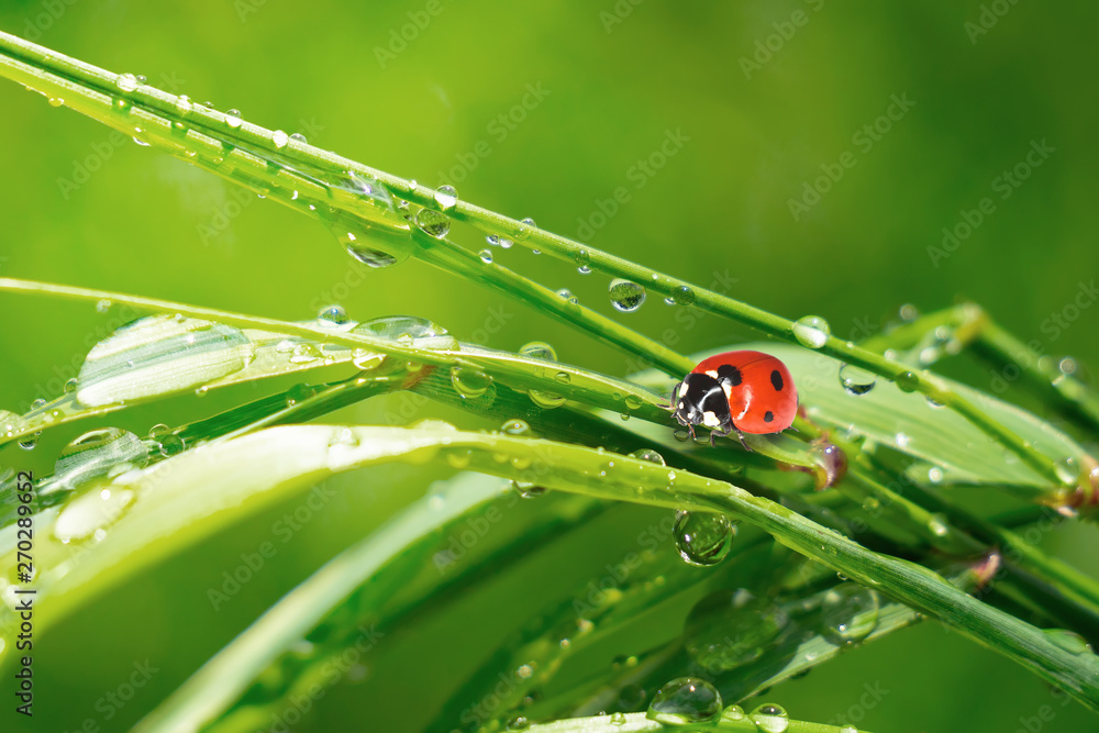 Ladybug on grass in summer in the field close-up Ladybug on grass in summer in the field close-up