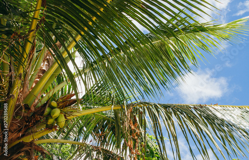 Palm tree in Seychelles with coconuts  Lodoicea maldivica  sunny day and blue sky.