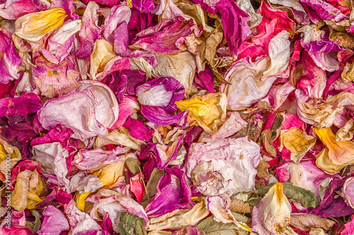 Dried rose petals background.