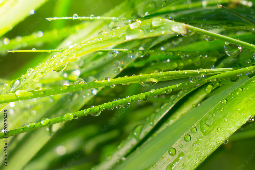 Green grass in nature with raindrops Green grass in nature with raindrops