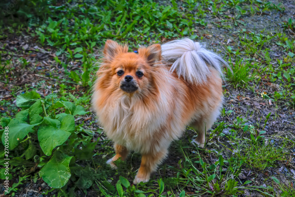 A small dog with fluffy fur walks on the lawn.