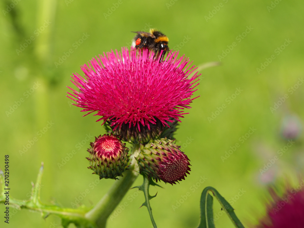 Fototapeta premium Closeup of a bright pink thistle flower and buds with a bee