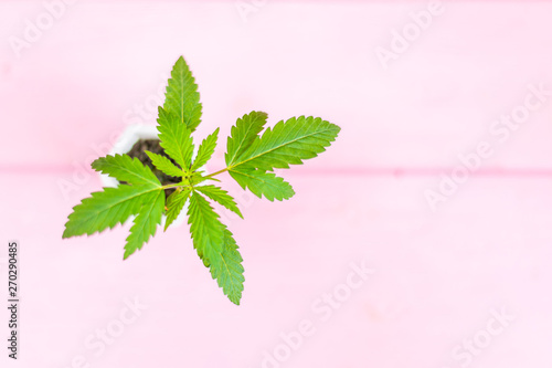 Young marijuana sprout. Fresh cannabis leaves on a pink background.