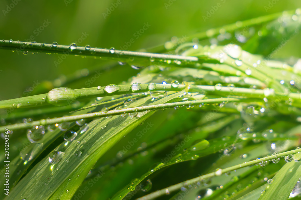 Green grass in nature with raindrops Green grass in nature with raindrops