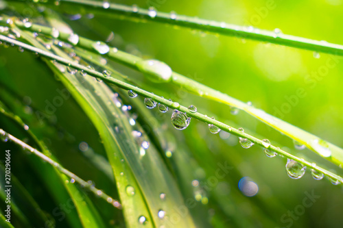 Green grass in nature with raindrops