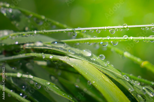 Green grass in nature with raindrops