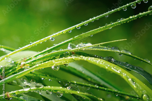 Green grass in nature with raindrops